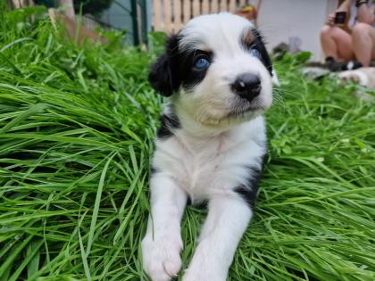 Australian Shepherd Welpen