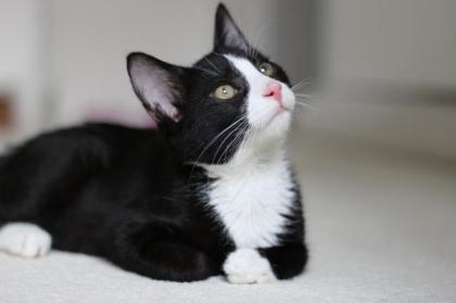 2 kleine Kater suchen ein schönes und sicheres Zuhause