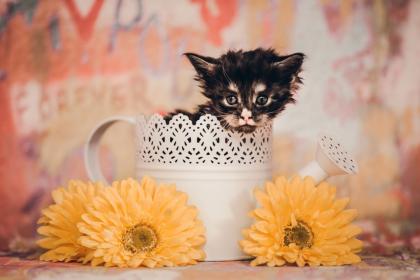 Maine Coon Kitten Prinzessinen