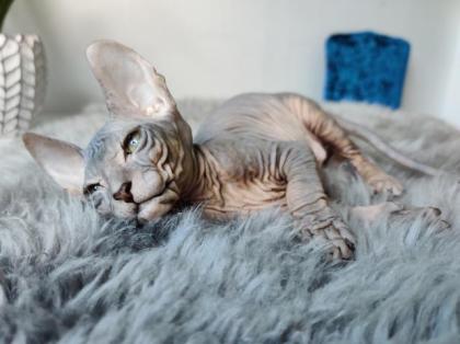 Don Sphynx Kitten suchen ein liebevolles Zuhause