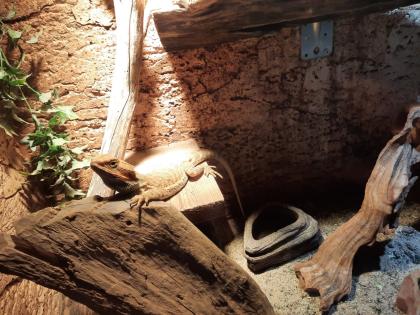 Terrarium mit 3 Bartagamen
