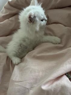 Britisch Langhaar Kitten