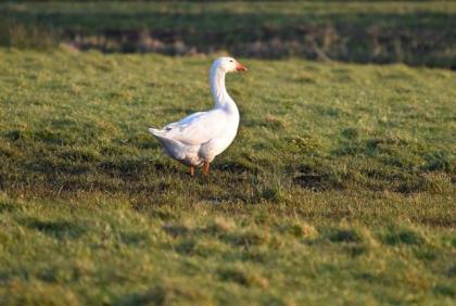 Nachgezüchtete schöne robuste Diepholzer Gänse Jungtiere, lebensfroh munter fit