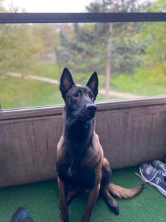 Hund Malinois