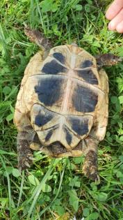 Griechische Landschildkröten