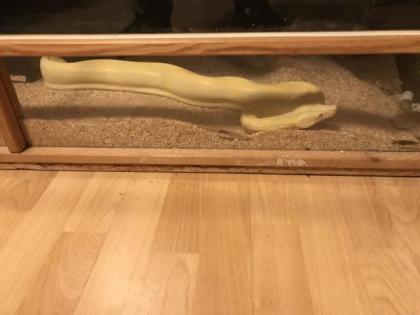 3 Boa constrictor Terrarien