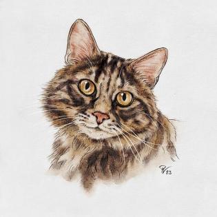 Besonderheit Katzenportraits Tierportraits ab Foto im Miniformat
