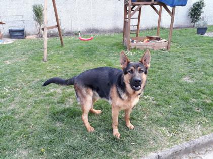 Deutscher Schäferhund 15 Monate sucht neues Zuhause