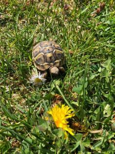 Griechische Landschildkröte