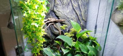 2 Rotaugenlaubfrösche - Agalychnis callidryas mit Terrarium von Exo Terra