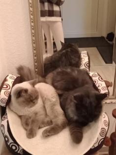 Deckkater MaiCoon Perser Mischling
