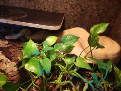 Kaiserboa / Boa Constrictor Imperator / Albino mit Terrarium