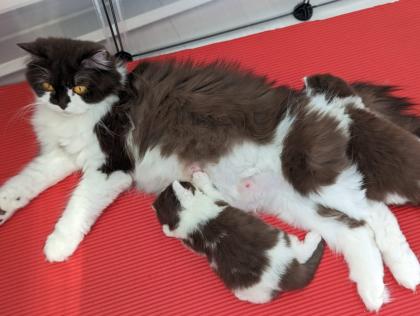 Süße BKH BLH Kitten mit Stammbaum