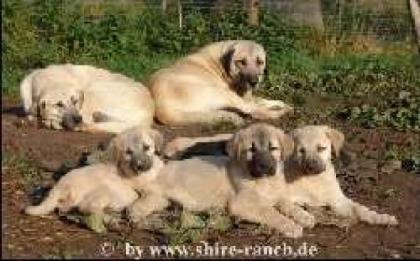 Sivas Kangal Welpen