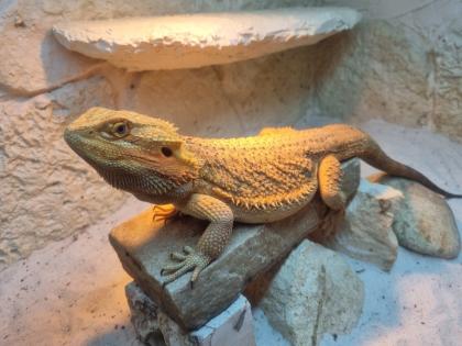 2 männliche Bartagame Pogona vitticeps suchen ein neues Zuhause, Einzelabgabe möglich