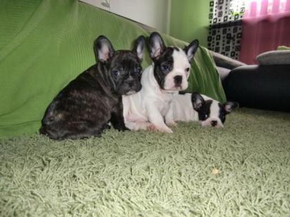 Französische Bulldogge Welpen