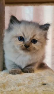 Neva Masquarade Katze mit Stammbaum auszugsbereit