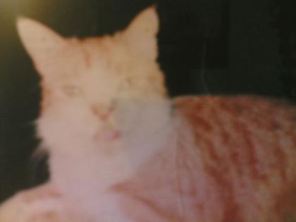 Kater Moritz