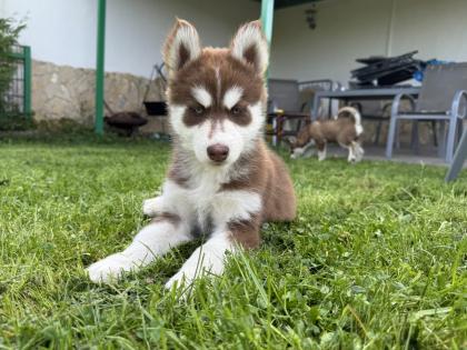Sibirische Husky-Welpen 8 Wochen alt, geimpft entwurmt