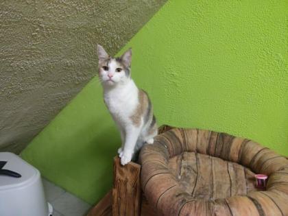 BKH/Maine Coon Mix Mädchen eventuell Tragend