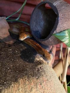 Wunderschönes Terrarium mit 2 Kornnattern 0. 0. 2. abzugeben