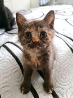 Bkh Kitten Abgabebereit