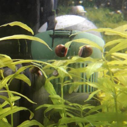 Kleine Posthornschnecke rot, blau, braun Planorbella duryi var. Aquarium Schneck