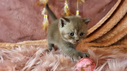 Bkh Kitten in seltener Farben. Stammbaum
