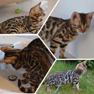 Bengal Kitten mit Stammbaum