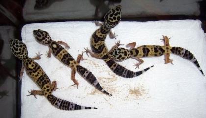 Leopardgecko