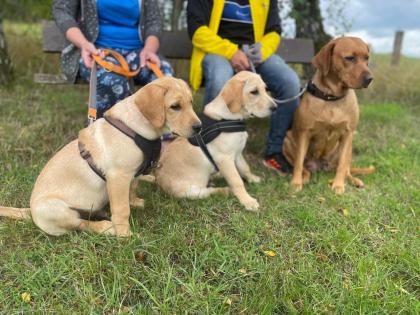 Unsere süßen Labrador Welpen