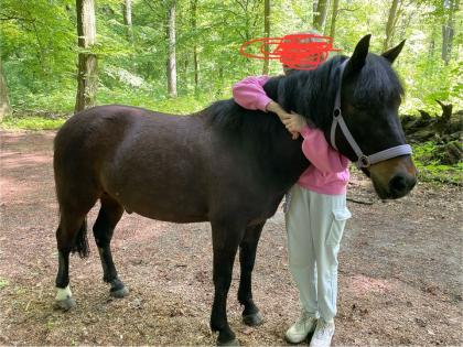 Pony Beistellpferd an Nordsee Seeklima abzugeben