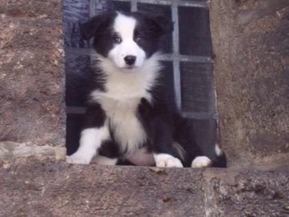 Australian Shepherd/ Border-Collie Welpen