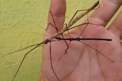 Trio Phasmide // Lobofemora scheirei Cat Tien eher selten