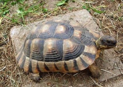 Breitrandschildkröten, Testudo marginata, eigene Nachzucht 2022.