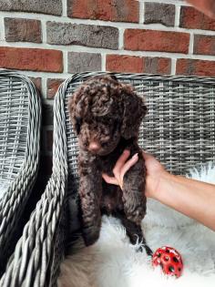 Goldendoodle Mini / Medium Welpen