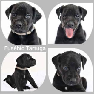 Louisiana Catahoula Leopard Dog