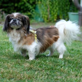 OMI-GINA - weiblich 13 Jahre 19 cm 4. 2 kg Tibet-Spaniel Gechipt