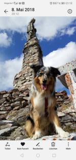 Australien Shepherd blue merle