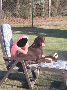 Deutsch Kurzhaar Jagdhund