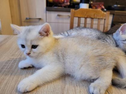 Bkh Kitten