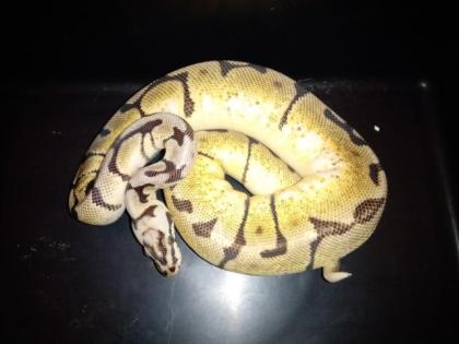 Königspythons