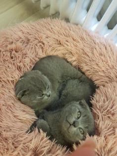 Bkh Kitten