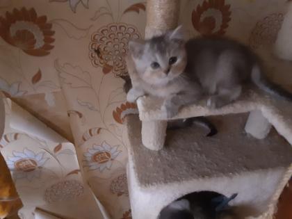Reinrassige BKH Kitten sofort Abholbereit