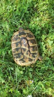Griechische Landschildkröten