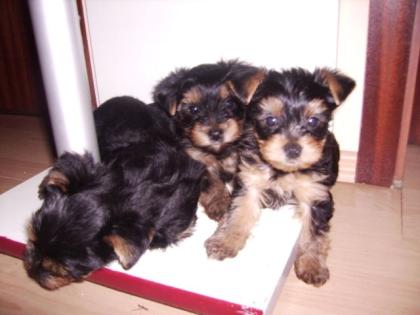 Süße Yorkshire Terrier Welpen suchen liebevolles Zuhause