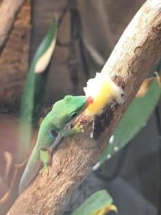 Pfauenaugengecko mit Terrarium