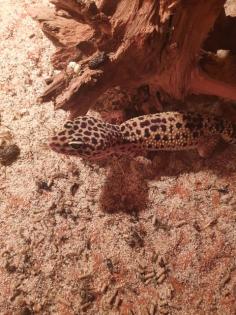Leopardgecko