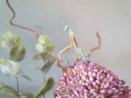Gottesanbeterin /Mantide Hierodula venosa