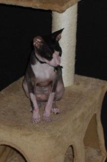 Don Sphynx Kater in liebevolle Hände abzugeben